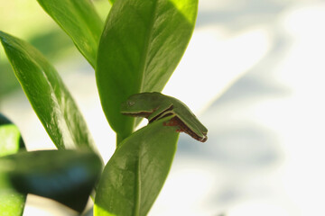 Treefrog Phyllomedusa Distincta, known as Leaf Treefrog, Leaf Treefrog, Leaf Frog or Monkey Frog. Species of anuran amphibian, endemic to Brazil, from the Hylidae family. On a plant leaf.
