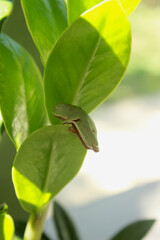 Treefrog Phyllomedusa Distincta, known as Leaf Treefrog, Leaf Treefrog, Leaf Frog or Monkey Frog. Species of anuran amphibian, endemic to Brazil, from the Hylidae family. On a plant leaf.