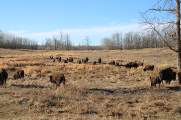 Herd In The Field, Elk Island National Park, Alberta