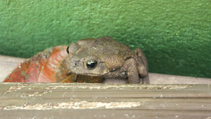 Rhinella icterica frog, formerly Bufo ictericus, known as Cane Toad or Bullfrog. Species of anuran amphibian, from the Bufonidae family. It lives in closed forests, open areas, and urbanized areas.