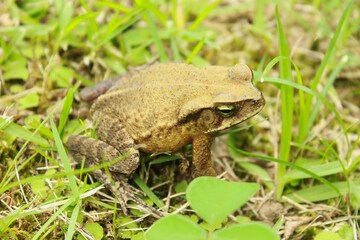 Rhinella ornata frog, formerly Bufo ornatus or Rhinella ornatus, known as Cururuzinho Toad or Forest Frog. Species of amphibian, endemic to Brazil, from the Bufonidae family. In a natural environment.