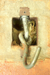 Treefrog Trachycephalus Mesophaeus, known as Golden Treefrog or Sticky Treefrog. Species of anuran amphibian, endemic to Brazil, from the Hylidae family. Sheltered in a hole in a wall.