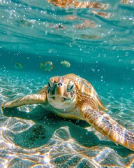 Fototapeta premium Close-up of a friendly sea turtle swimming in clear waters with sunlight piercing through