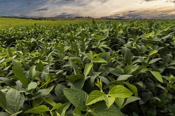 Sunset sky and green soybean plantation in the rural area of Brazil