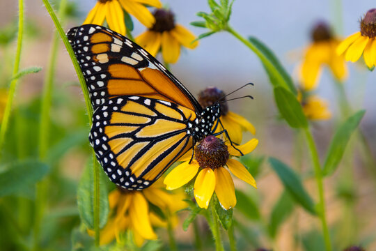 Monarch butterfly