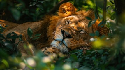 A wild lion, Panthera Leo, is laying down in the lush greenery of an African forest.