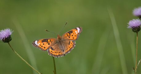 Obraz premium butterfly on a flower