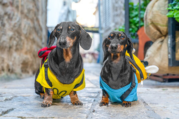 Two dachshund dogs in bright tourist equipment with backpacks stand on the pavement of the old city, studying ancient architecture Tourists on excursions and attractions Adventures of student tourists