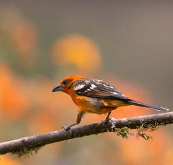 Bright orange male adult  Flame-colored Tanager on a branch with orange blossoms in background