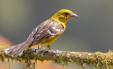 Closeup female flame-colored Tanager on a branch  - obrazy, fototapety, plakaty