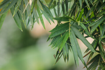 Fototapeta na wymiar Bamboo leaves Isolated on a blur background 