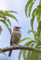 Closeup Rufous-collared Sparrow perching on a branch framed by green foliage
