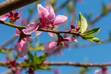 Zelfklevend Fotobehang Blossom tree © Galyna Andrushko