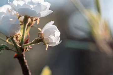 Rolgordijnen Blossom tree © Galyna Andrushko