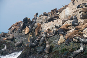 Sea lions on the rocks