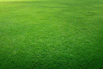 Close-up of green lawn on a summer day.
