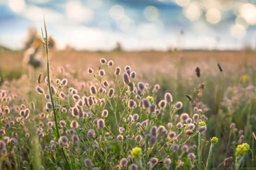 Fototapeten Sunny meadow © Galyna Andrushko