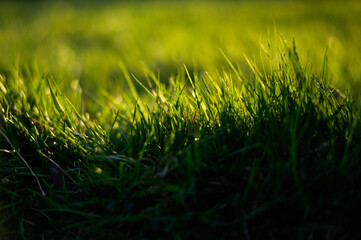 green grass, sunshine 