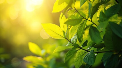 Obraz premium Plants growing in the garden. Fresh organic leaves, Aromatic spices for cooking.