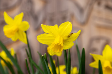 Obraz premium yellow daffodils in spring