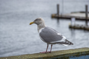seagull on the pier