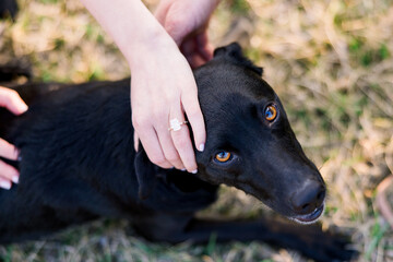 A woman's hand wearing an engagement ring is petting a black labrador retriever in the grass. 