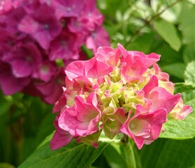 Fototapeta premium ポタジェガーデン 6月 アジサイ