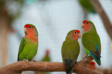 Image of Agapornis lilianae, a small parrot that is popular as a pet