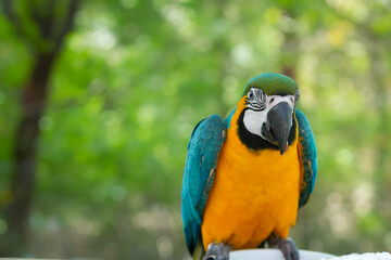Image of Ara ararauna parrot sitting on a sunflower stem © Kyusang