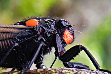 Brood X cicadas with fiery red eyes are on the tree - Powered by Adobe