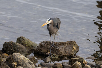 Great blue heron