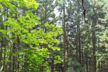 fresh green leaves of the forest in mount mitake