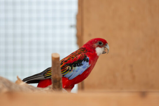 Beautiful rosella parrakeet image in multiple colors as a large parrot