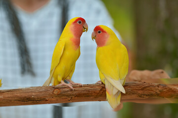 Image of Agapornis lilianae, a small parrot that is popular as a pet