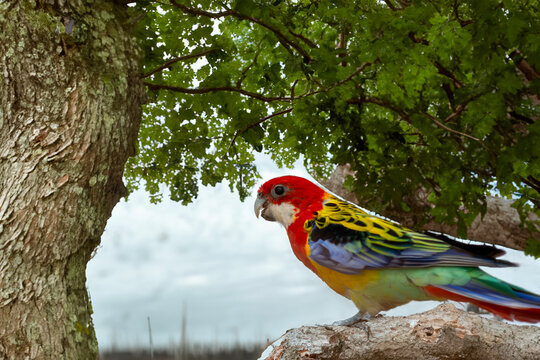 Beautiful rosella parrakeet image in multiple colors as a large parrot