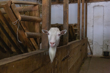 a white goat showing its face from the barn in animal shelter in lviv