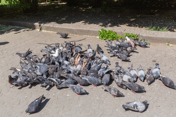 crowd of pigeons on the ground of the park in lviv old city