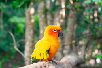 Image of a conure parrot sitting in the forest