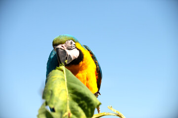 Image of Ara ararauna parrot sitting on a sunflower stem