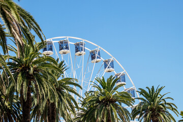 palm trees and white ferris wheel against blue sky