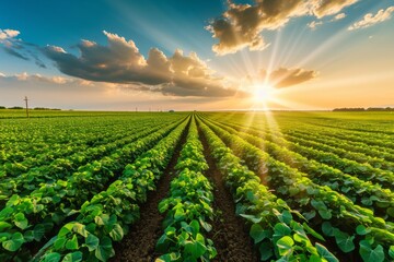 Early stage soy field with open field agriculture at sunset - obrazy, fototapety, plakaty