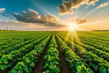 Foto op Canvas Early stage soy field with open field agriculture at sunset © STOCKAI
