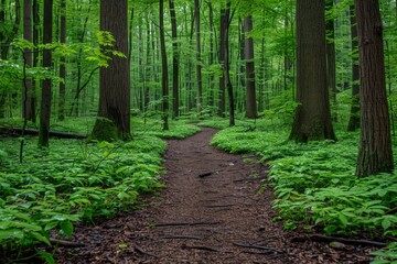 Verdant forest path with mossy roots and lush foliage, evoking tranquility.