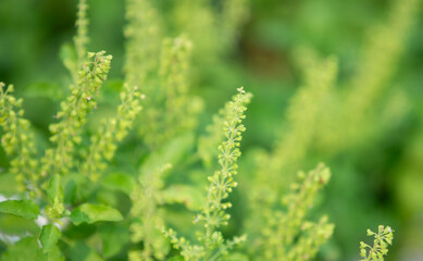 Basil plant in the garden,Thai herb,selective focus