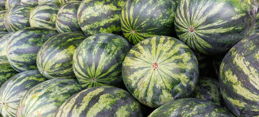 banner of ripe whole watermelons lie on a market showcase, fruit texture or background