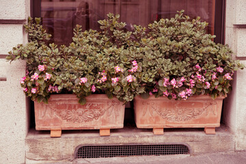 Fototapeta na wymiar an ornamental plant for entering the house. a combination of plants for decorative planters. landscaping of facades and the surrounding area. plants in the boxes. begonia in pots