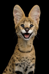 Funny portrait of smiling serval cat isolated on Black Background in studio