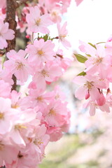 満開の思川桜のクローズアップ