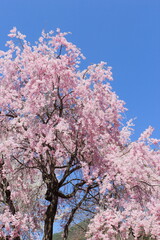 青空に映える満開の八重紅枝垂れ桜　青空背景