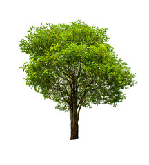 single tree isolated on white background with clipping path